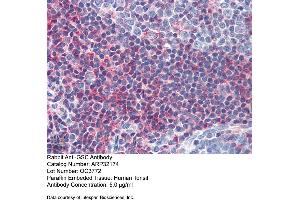 Immunohistochemistry with Human Tonsil lysate tissue at an antibody concentration of 5. (GSC antibody  (N-Term))