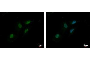 ICC/IF Image MTA2 antibody [C3], C-term detects MTA2 protein at nucleus by immunofluorescent analysis. (MTA2 antibody  (C-Term))