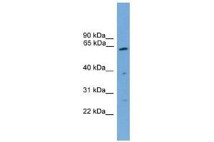 PSMD3 antibody used at 0. (PSMD3 antibody  (Middle Region))