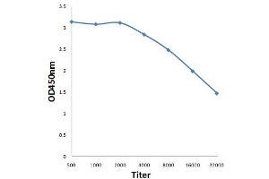 Antigen: 0. (CDK1 antibody  (pThr14))