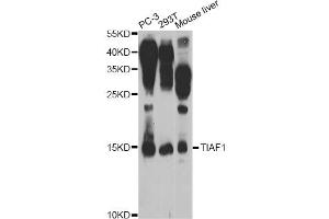Western blot analysis of extracts of various cell lines, using TIAF1 Antibody (ABIN5974465) at 1/1000 dilution.