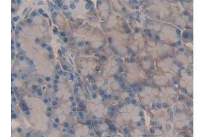 Detection of CD147 in Rat Pancreas Tissue using Polyclonal Antibody to Cluster Of Differentiation 147 (CD147)