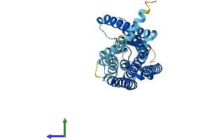 AlphaFold protein structure predicition of Human Recombinant OR8D2 Protein, UniprotID Q9GZM6 (Olfactory Receptor, Family 8, Subfamily D, Member 2 (OR8D2) (AA 1-311) protein (His tag))