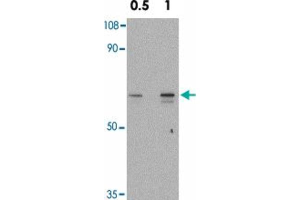 SNW1 antibody  (C-Term)