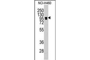 Western blot analysis of CEBPZ polyclonal antibody  in NCI-H460 cell line lysates (35 ug/lane).