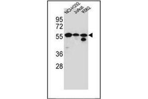 Western blot analysis of FOXN2 / HTLF Antibody (N-term) in NCI-H292, Jurkat, K562 cell line lysates (35ug/lane).