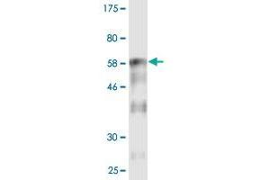 Western Blot detection against Immunogen (67. (Renin antibody  (AA 24-406))