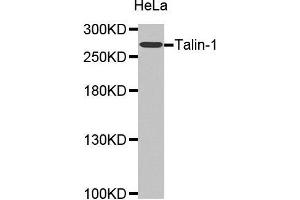 Western Blotting (WB) image for anti-Talin 1 (TLN1) (AA 1-220) antibody (ABIN1683044) (TLN1 antibody  (AA 1-220))