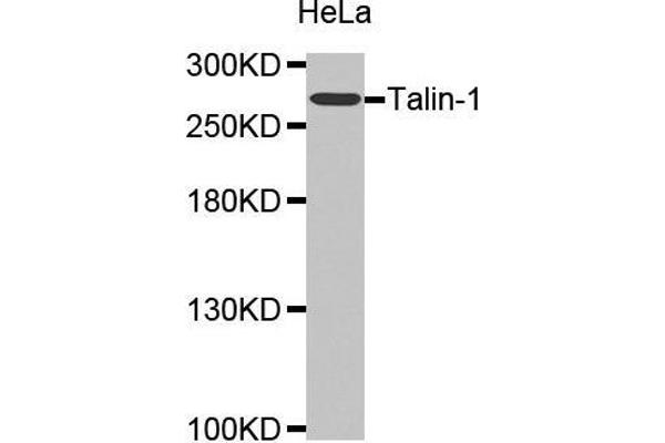 TLN1 antibody  (AA 1-220)