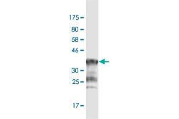 PCDHGA1 antibody  (AA 241-340)
