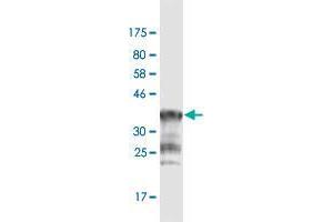 PCDHGA1 anticorps  (AA 241-340)