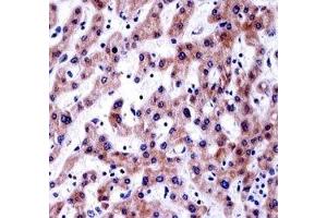 AKT1S1 antibody immunohistochemistry analysis in formalin fixed and paraffin embedded human liver tissue. (PRAS40 antibody  (AA 227-256))