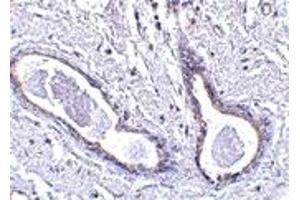 Immunohistochemistry (IHC) image for anti-Family with Sequence Similarity 175, Member A (FAM175A) (N-Term) antibody (ABIN1031306) (CCDC98 antibody  (N-Term))