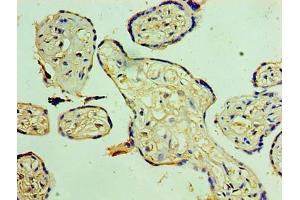 Immunohistochemistry of paraffin-embedded human placenta tissue using ABIN7170991 at dilution of 1:100