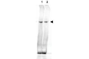 Image no. 2 for anti-Nipped-B like Protein (NIPBL) (AA 344-356) antibody (ABIN401167) (NIPBL antibody  (AA 344-356))