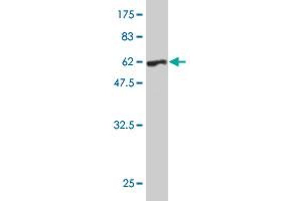 PRKRA antibody  (AA 1-313)