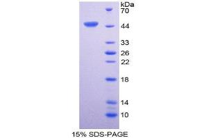 SDS-PAGE (SDS) image for Interleukin 6 (IL6) (AA 29-212) protein (GST tag) (ABIN1878195) (IL-6 Protein (AA 29-212) (GST tag))