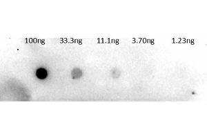 Dot Blot of Rabbit Anti-Trypsinogen Antibody Biotin Conjugation. (Trypsinogen antibody  (Biotin))