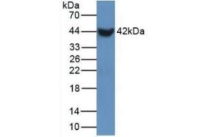 SFTPB 抗体  (AA 20-193)