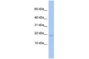 WB Suggested Anti-SH3BGRL Antibody Titration:  0. (SH3BGRL antibody  (Middle Region))