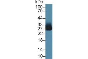 Detection of AZU in Human Liver lysate using Polyclonal Antibody to Azurocidin (AZU) (Azurocidin antibody  (AA 23-247))