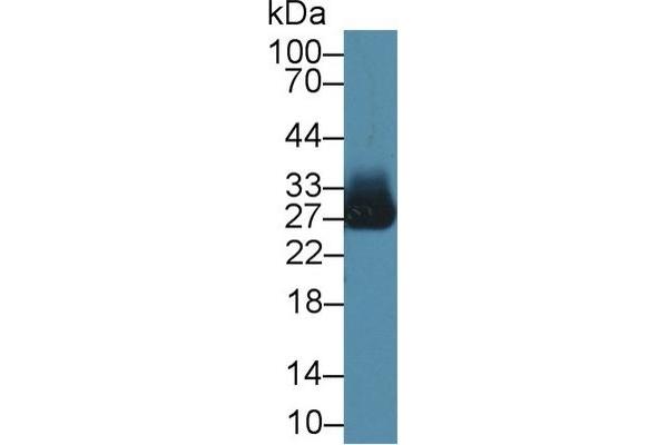 Azurocidin antibody  (AA 23-247)