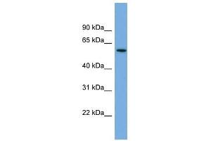 AK5 antibody used at 1 ug/ml to detect target protein.