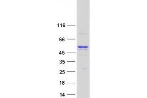 ANKFY1 Protein (Transcript Variant 2) (Myc-DYKDDDDK Tag)