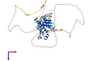 AlphaFold protein structure predicition of Human Recombinant SPRTN Protein, UniprotID Q9H040 (Spartan Protein (AA 1-489) (His tag))
