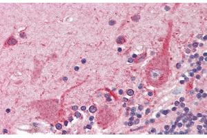 Immunohistochemistry with Human Braun, cerebellum tissue at an Antibody concentration of 5. (ATF4 antibody  (N-Term))