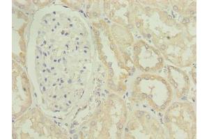Immunohistochemistry of paraffin-embedded human kidney tissue using ABIN7163733 at dilution of 1:100 (POGZ antibody  (AA 1-300))