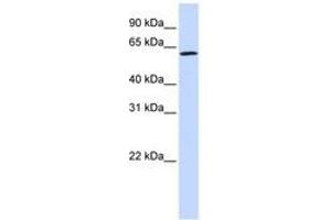 Image no. 1 for anti-Ecto-NOX Disulfide-Thiol Exchanger 1 (ENOX1) (AA 468-517) antibody (ABIN6740698) (ENOX1 antibody  (AA 468-517))