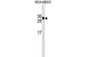 HKLK3 Antibody  (ABIN1538730 and ABIN2837840) western blot analysis in MDA-M cell line lysates (35 μg/lane). (Prostate Specific Antigen antibody  (AA 220-250))
