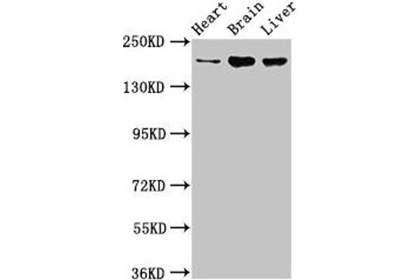 ARFGEF2 antibody  (AA 200-317)