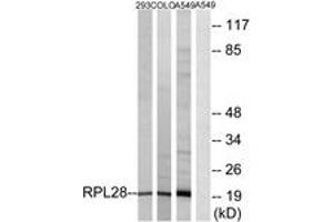 Western blot analysis of extracts from A549/293/COLO cells, using RPL28 Antibody. (RPL28 antibody  (AA 41-90))