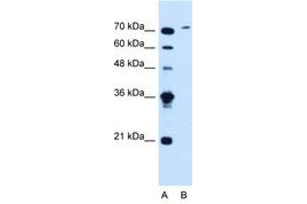SLCO6A1 antibody  (AA 601-650)
