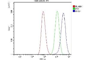 Flow Cytometry analysis of A549 cells using anti-RHOF antibody (ABIN7601568). (RhoF antibody  (AA 39-204))