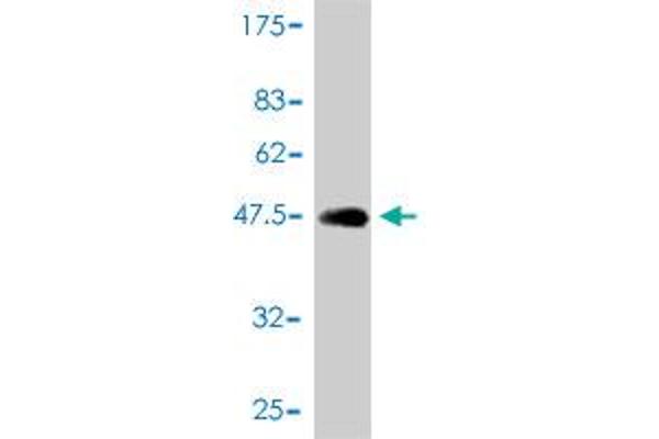 AP1S2 antibody  (AA 1-157)