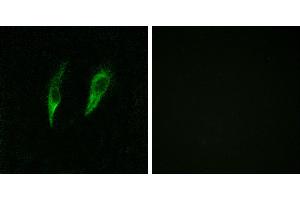 Peptide - +Immunofluorescence analysis of HeLa cells, using IRAK3 antibody. (IRAK3 antibody)