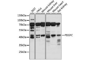 Western blot analysis of extracts of various cell lines, using PDGFC antibody (ABIN6292249) at 1:1000 dilution. (PDGFC antibody)