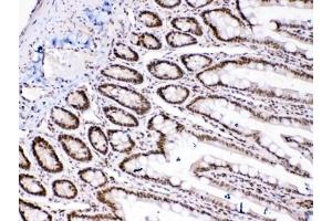 IHC testing of FFPE rat intestinal tissue with HMGB1 antibody at 1ug/ml. (HMGB1 antibody  (AA 124-154))