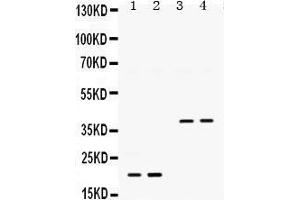 Western Blotting (WB) image for anti-Bone Morphogenetic Protein 2 (BMP2) (AA 283-312), (C-Term) antibody (ABIN3043489)