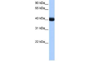WB Suggested Anti-CSNK1G3 Antibody Titration: 0. (CSNK1G3 antibody  (Middle Region))