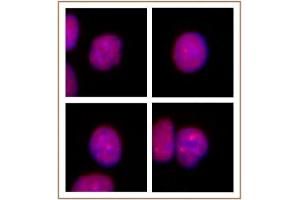 PRMT2 antibody (pAb) tested by Immunofluorescence. (PRMT2 antibody  (N-Term))