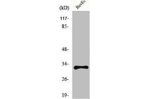 Mrgprg Antikörper  (C-Term)