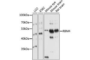 Western blot analysis of extracts of various cell lines, using RBM4 antibody (ABIN4904971) at 1:1000 dilution. (RBM4 antibody)