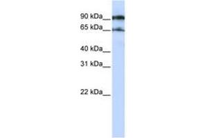 Image no. 1 for anti-ATG9 Autophagy Related 9 Homolog A (S. Cerevisiae) (ATG9A) (AA 648-697) antibody (ABIN6743344) (ATG9A antibody  (AA 648-697))