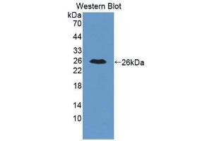 Western Blotting (WB) image for anti-Interleukin 34 (IL34) (AA 21-235) antibody (ABIN3205646) (IL-34 antibody  (AA 21-235))
