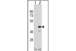 Western blot analysis of PTPN18 (arrow) using rabbit polyclonal PTPN18 Antibody (C-term) (ABIN1537322 and ABIN2848591).