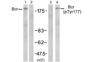 Western blot analysis of extract from A431 cells, untreated or treated with EGF (200ng/ml, 5min), using Bcr (Ab-177) antibody (E021197, Lane 1 and 2) and Bcr (phospho-Tyr177) antibody (E011199, Lane 3 and 4). (BCR antibody)